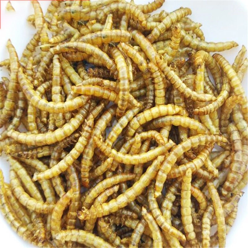 Supply of Export-Grade Dried Mealworms Dried Bread Mealworms Yellow Mealworm Bird Feed