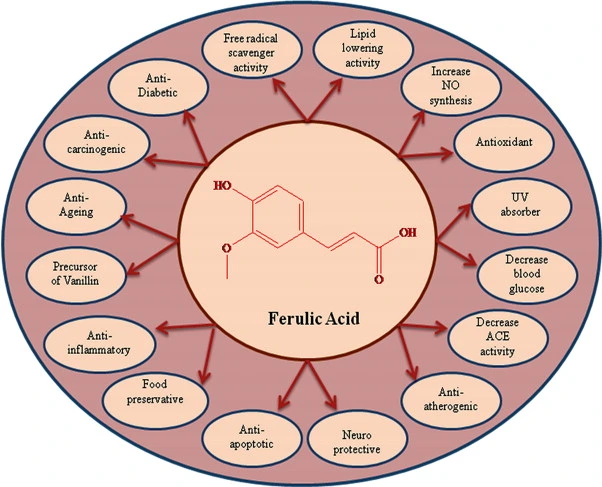 China Hot Sale Yr Chemspec Cosmetic Whitening Ingredients Ferulic Acid CAS 1135-24-6