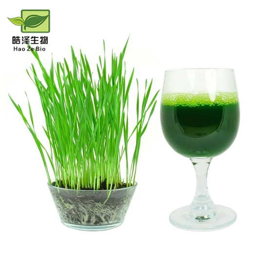 OEM etiqueta privada Barley Grass Juice polvo, Personalización de Verduras Barley Grass Green Juice Super Greens polvo