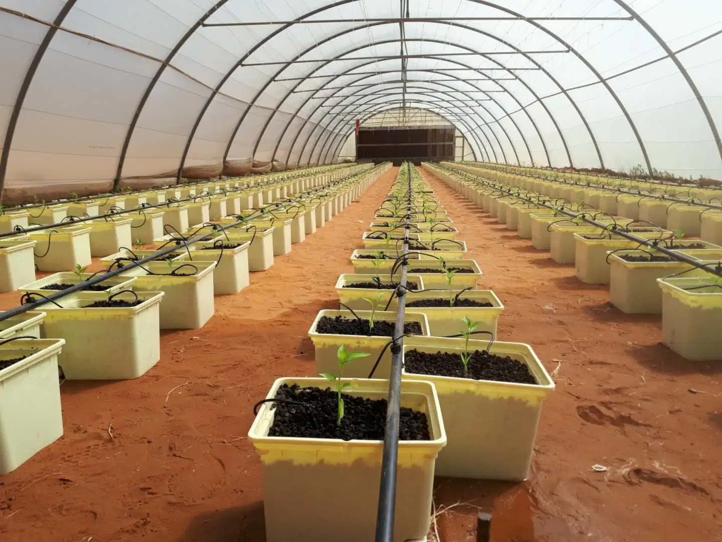 11L Bato olla holandés cucharón con los codos de sifón de siembra de efecto invernadero cultivo hidropónico sistema para el pepino tomate frutos creciente