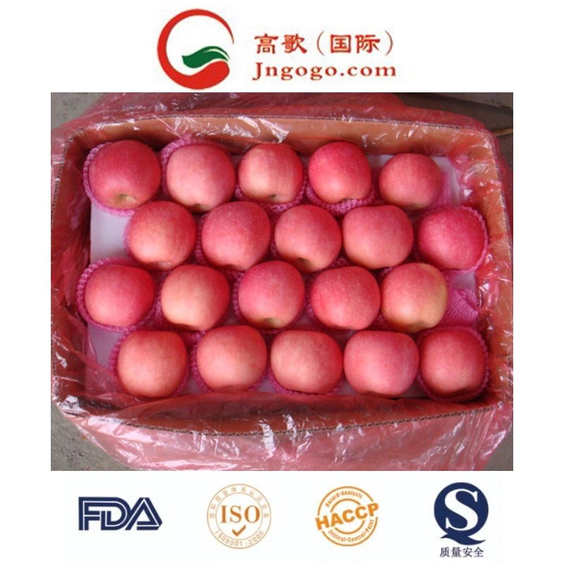 (SQC-PEO) Competitive Price and Quality FUJI Apple