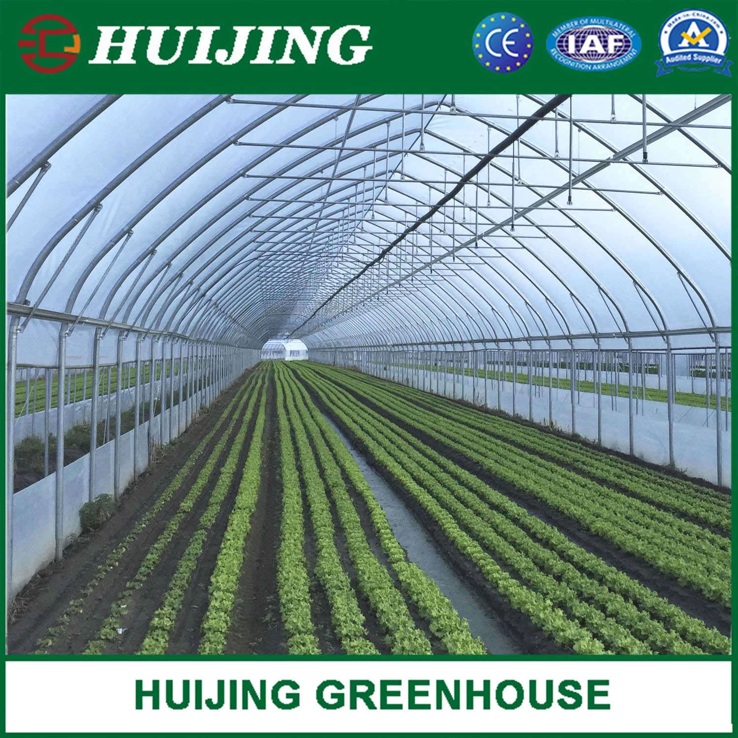 Economical Single Span Tunnel Greenhouse for Vegetables Fruits Flowers