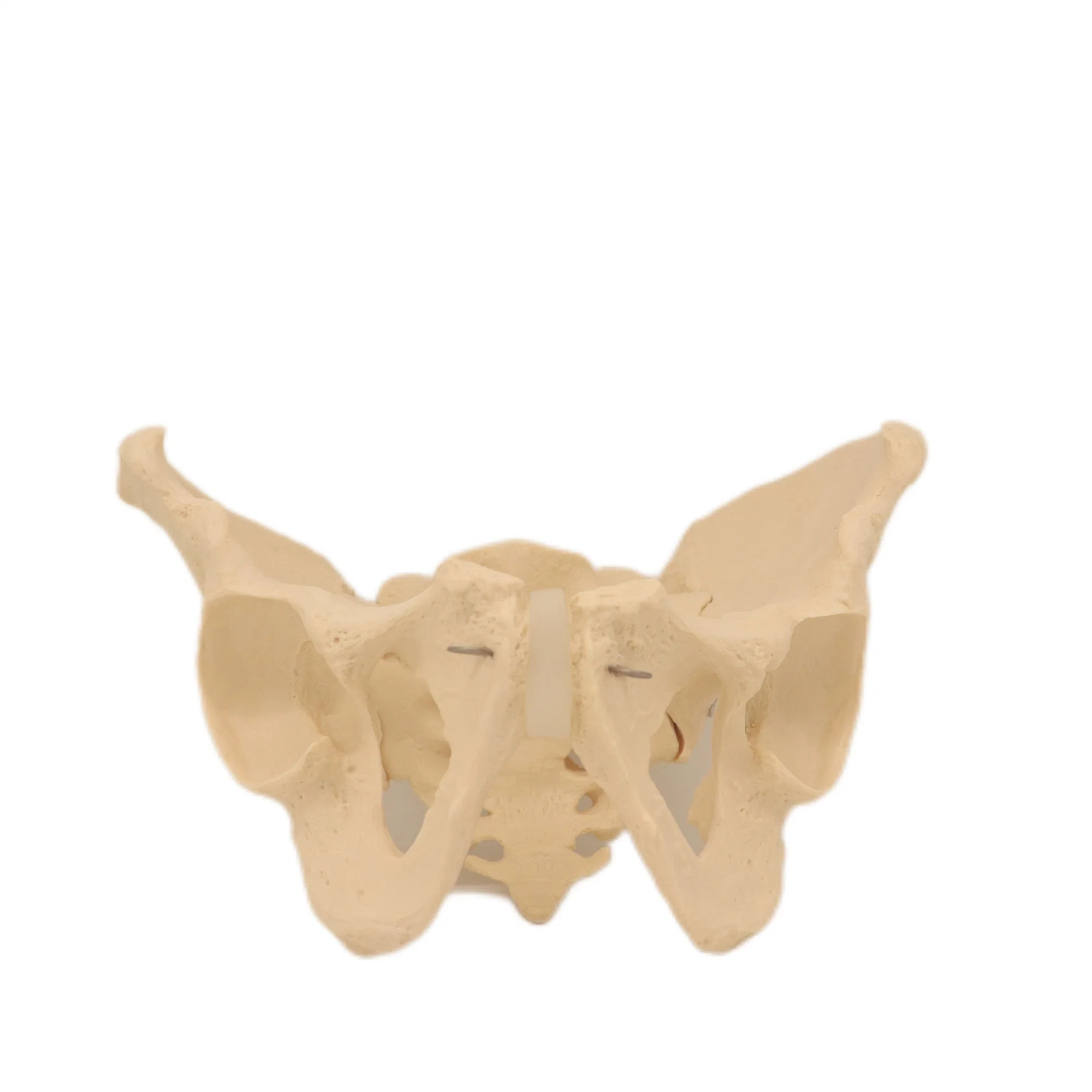 Discount Price PVC Humam Anatomical Model Woman Pelvis