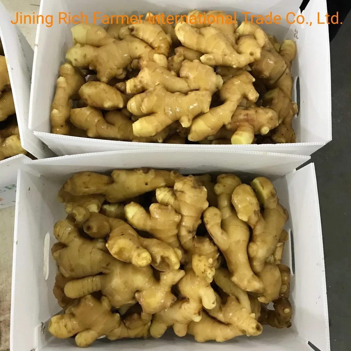 China Leading Fresh Ginger Supplier