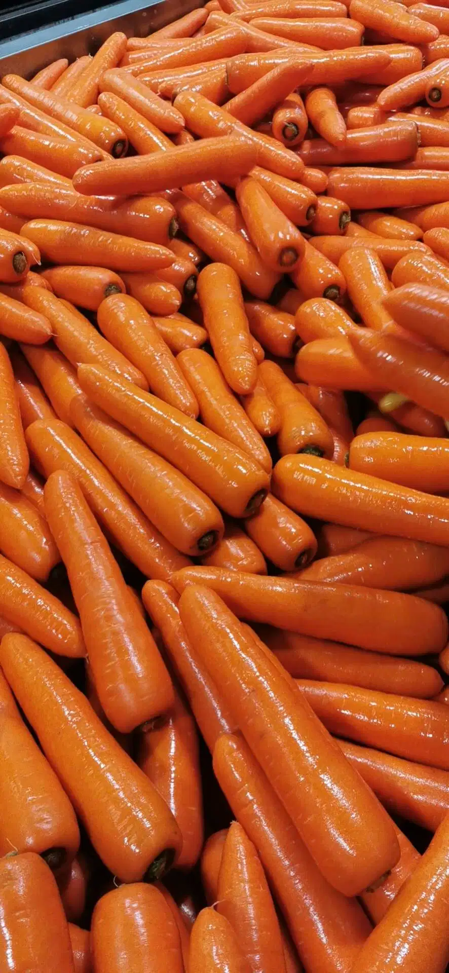 Super Quality Chinese New Crop Carrot and Radish