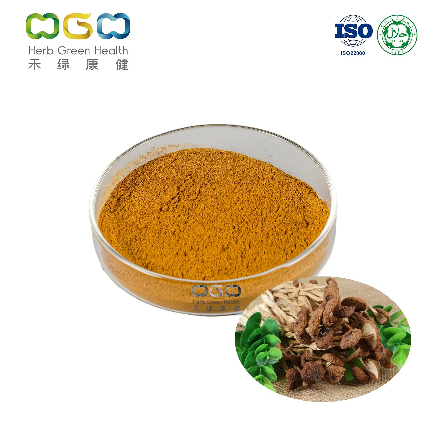 Nutrient-Rich Natural Pure Anti-Cancer Medicines Agrocybe Aegerita Extract