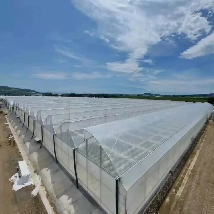 Tamaño personalizado sistema Aeroponico Comercial de plástico planta de sistemas hidropónicos Po Cine Greenhouse