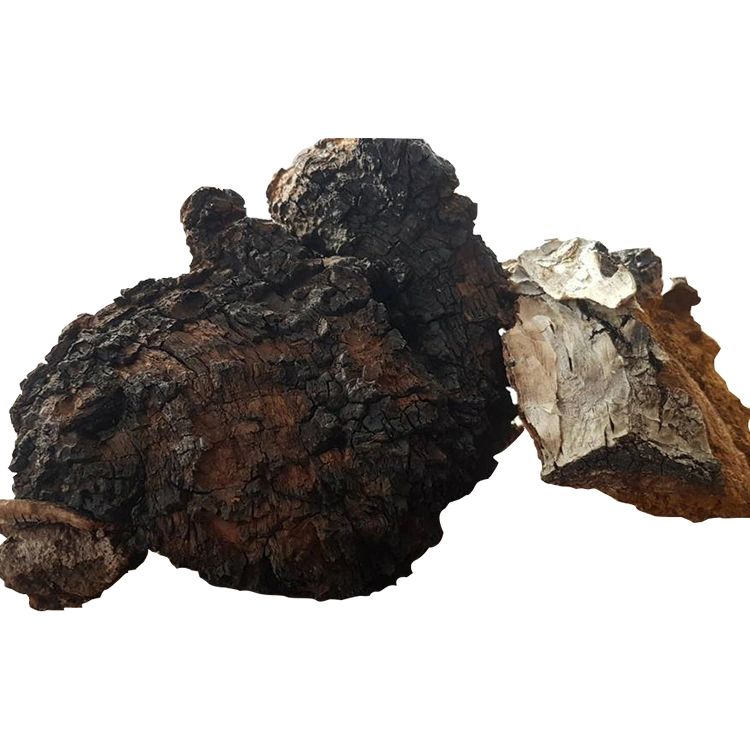 Organic Inonotus Obliquus Mushroom Fruiting Body Powder Chaga Mushroom Extract Chaga Extract Powder Water Soluble