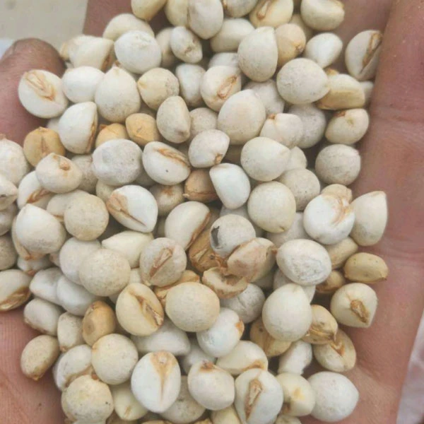 Sapium Sebiferum Seeds/Chinese Tallow Tree Seeds/Excoecaria Sebifera Seeds