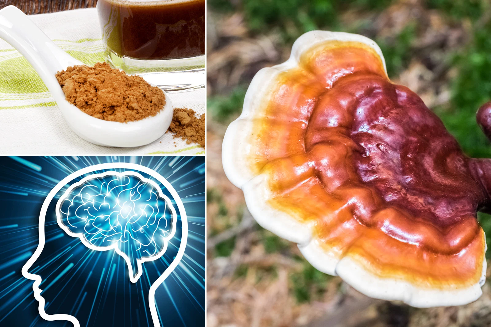 Reishi Pilzpulver