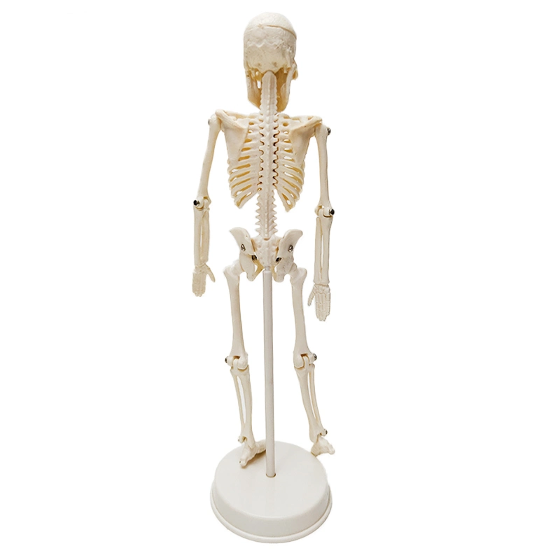 20cm Anatomiemodell des menschlichen Knochen-Skeletts