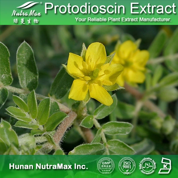 Tribulus Terrestris Extract 20~40% Protodioscin Extract CAS 55056-80-9