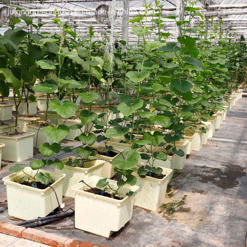 Low Cost Agricultural Multi Span Tunnel Kunststoff-Film Gewächshäuser mit Hydroponisches System für den Anbau von Tomaten/Paprika/Auberginen/Erdbeeren/Gurke