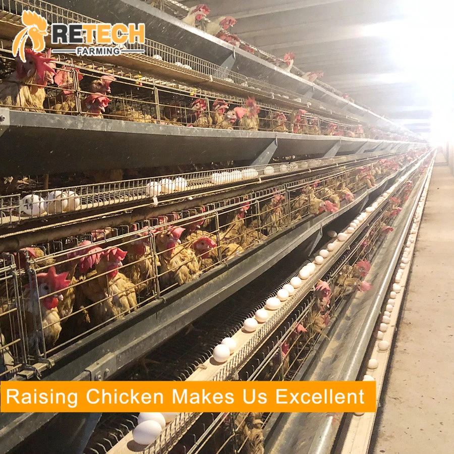 chicken farm layer cages for sale in Zimbabwe