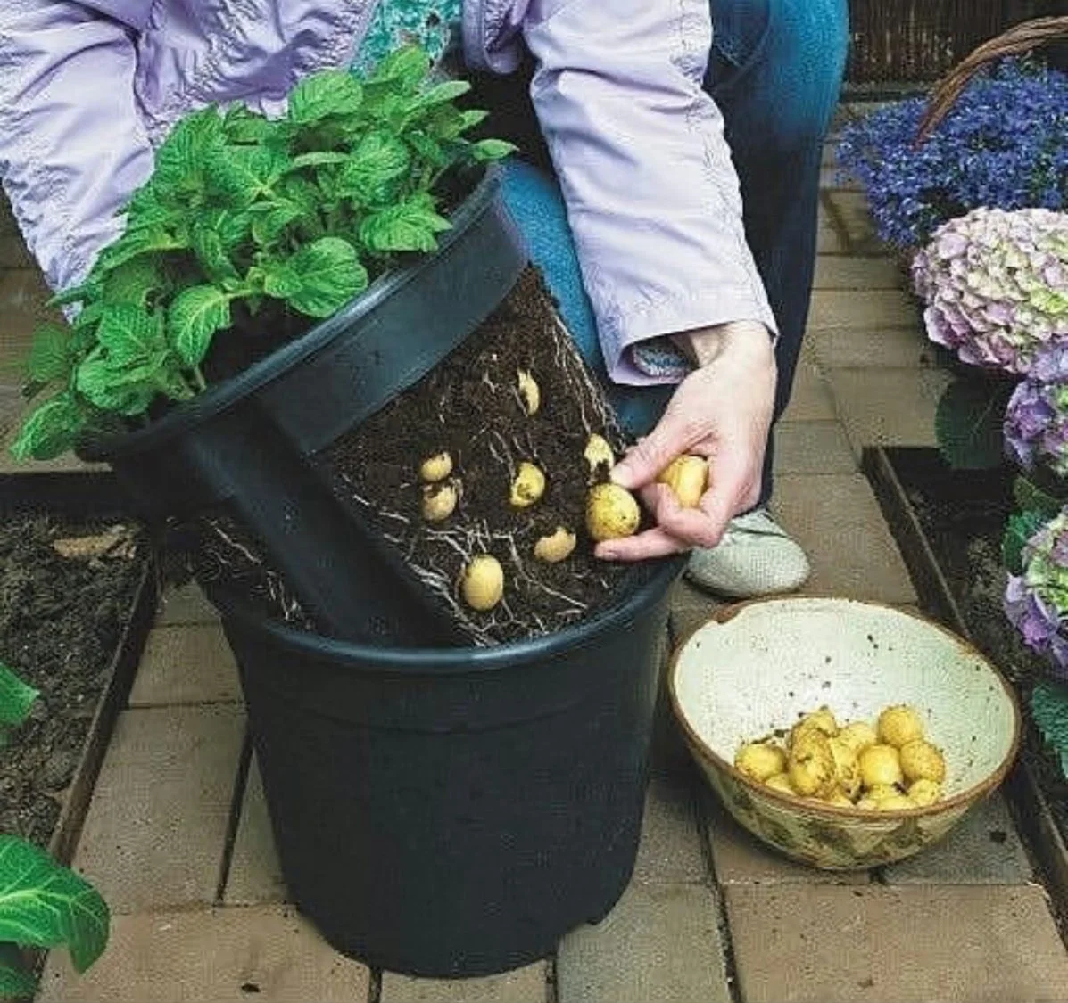 Potato Planter Barrel Bato Bucket for Greenhouse