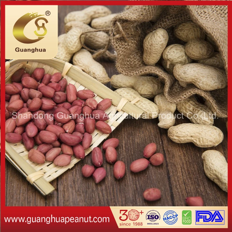 New Crop Roasted and Salted Peanut in Shell Healthy Delicous Luhua Haihua