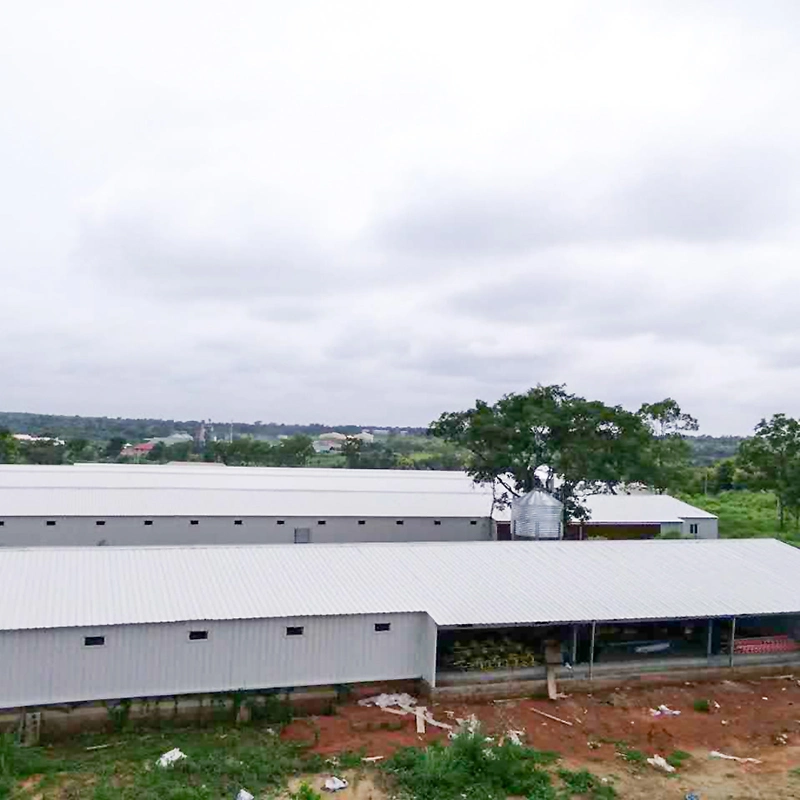 Large Span Prefab Steel Structure Poultry Farm Shed for Broiler Fatten Chicken Poultry House