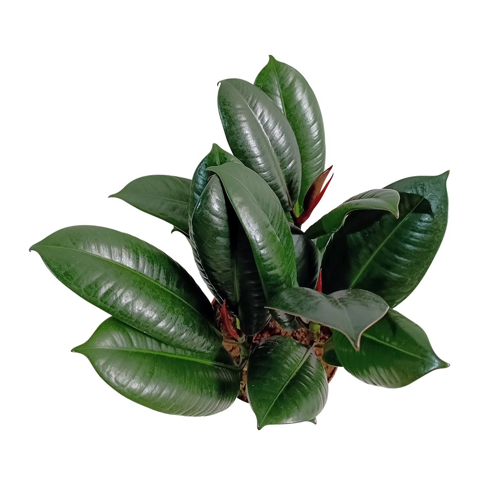 Ficus Melany