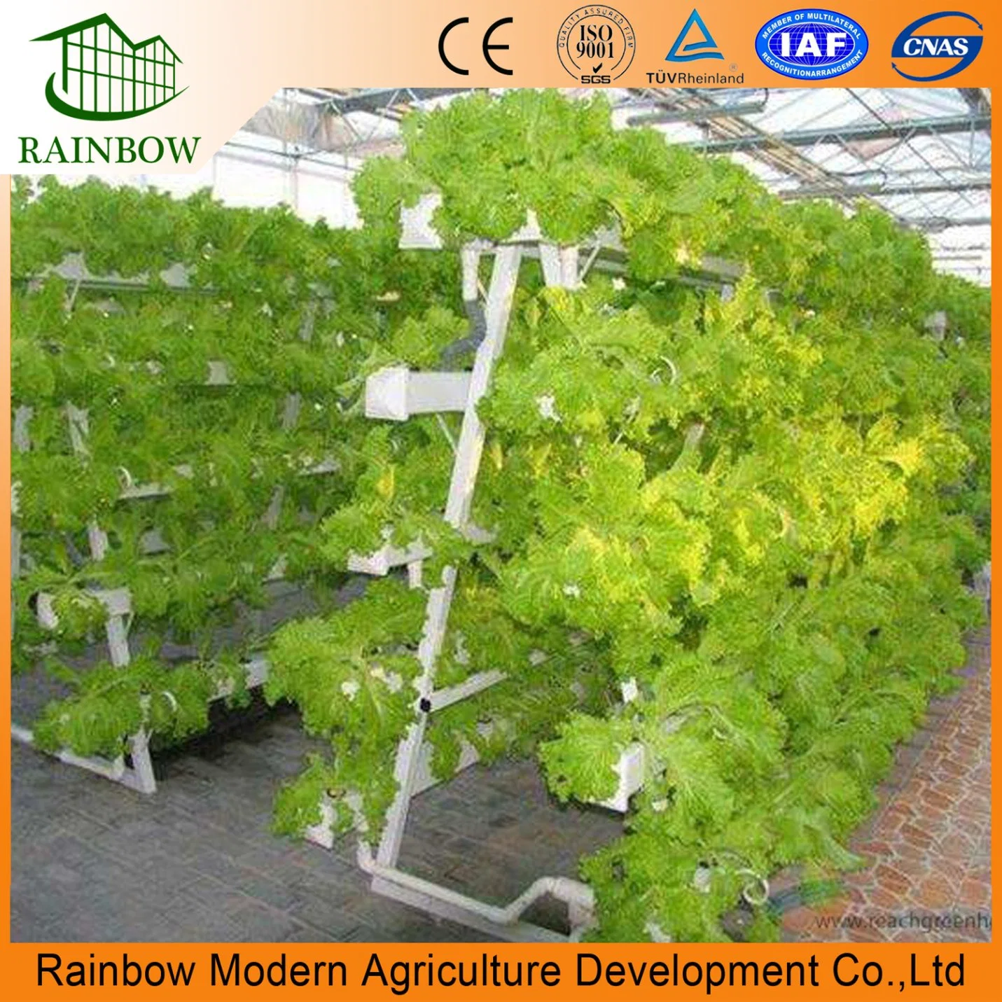 Commercial Greenhouse Poly Film Multi-Span Film Greenhouse for Planting Tomato Cucumber Lettuce