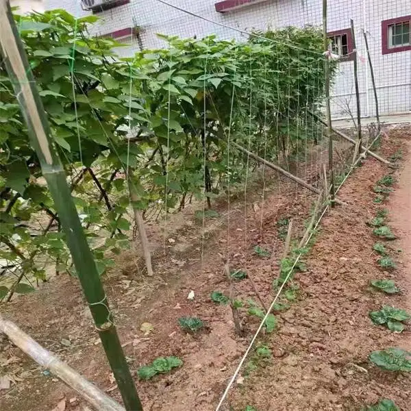 Agriculture Vegetable Plant Support Grid Subnet Cucumber Climbing Net