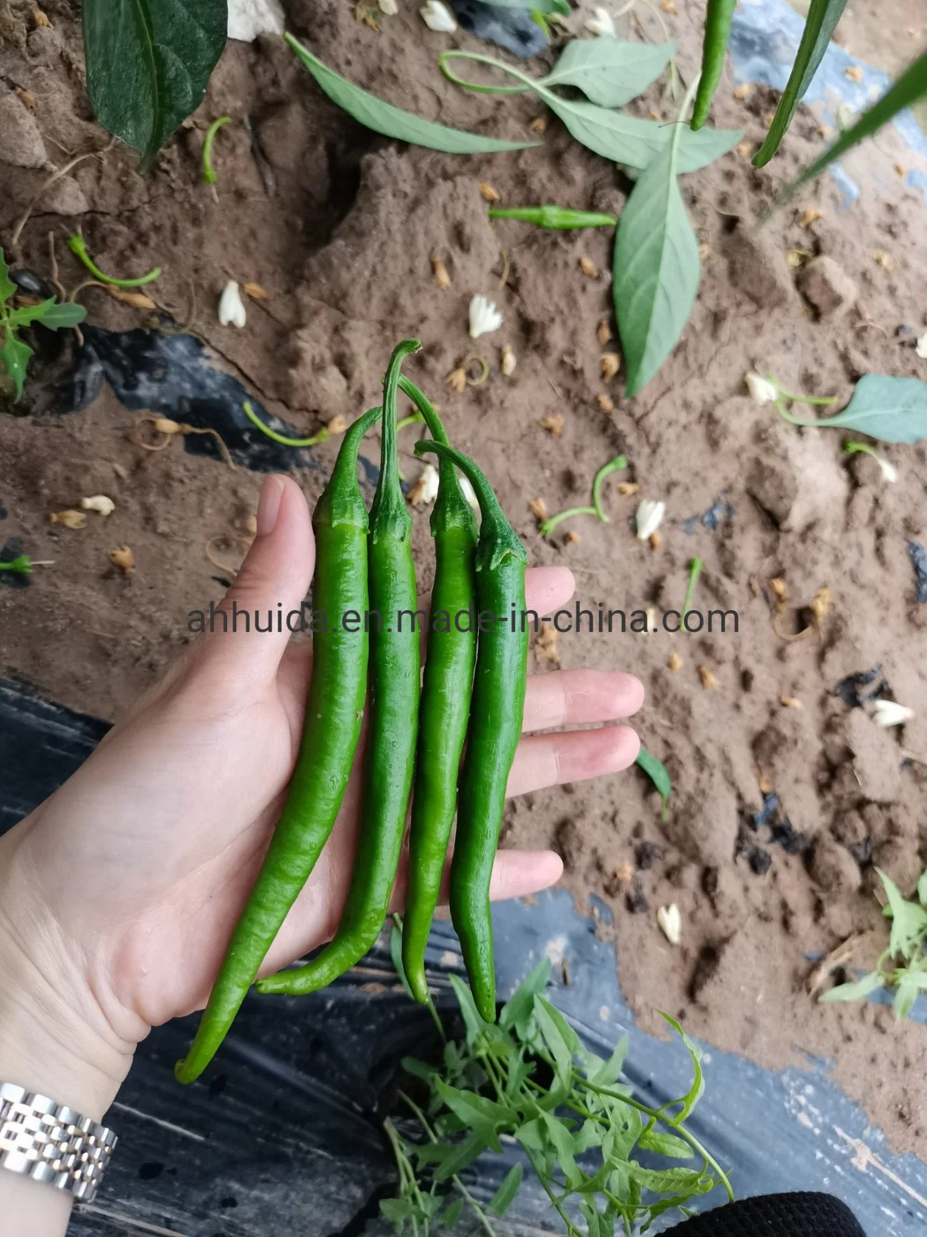 HD Pimiento Verde Pimiento semillas