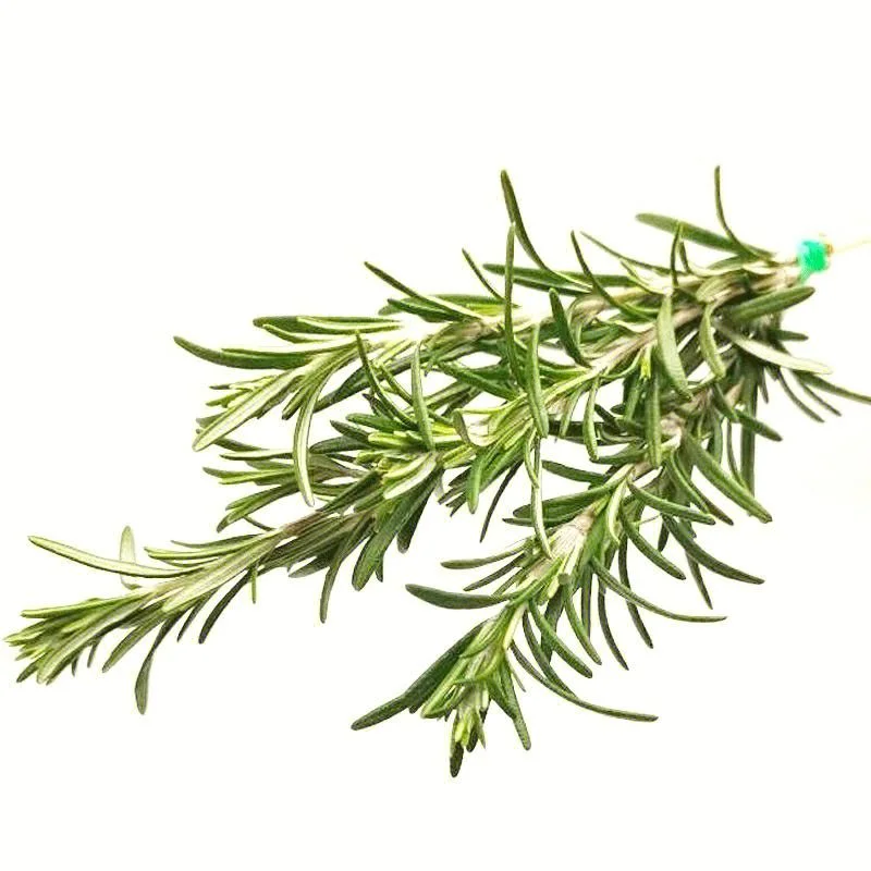 Grande preço fonte Venda fábrica ácido Natural Rosmarínico 2% Rosemary Extrair