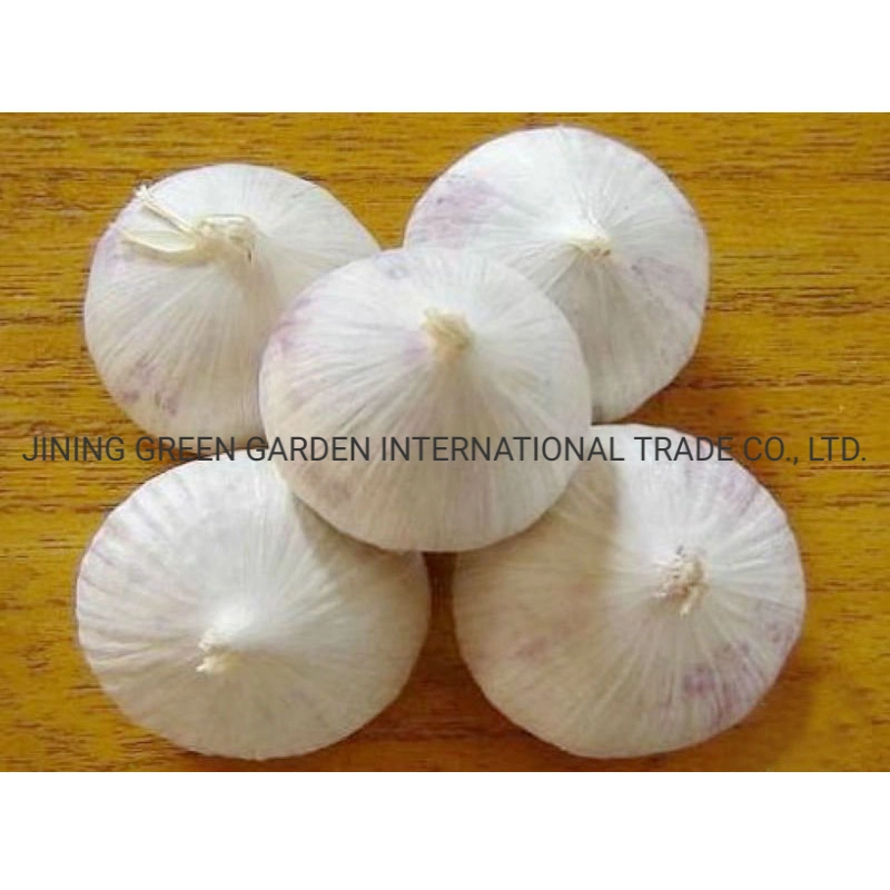 Fresh Solo Garlic, Single Clove Garlic, One Clove Garlic New Crop Top Quality From Yunnan, China