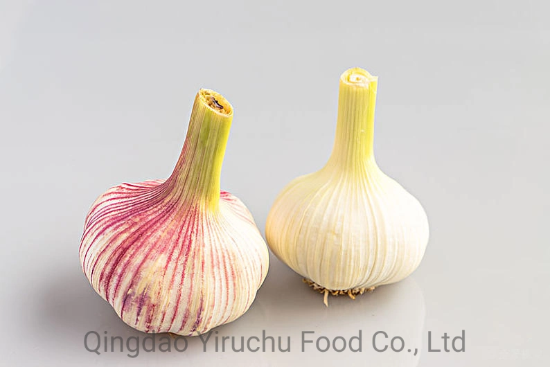 China Fresh Normal White Garlic