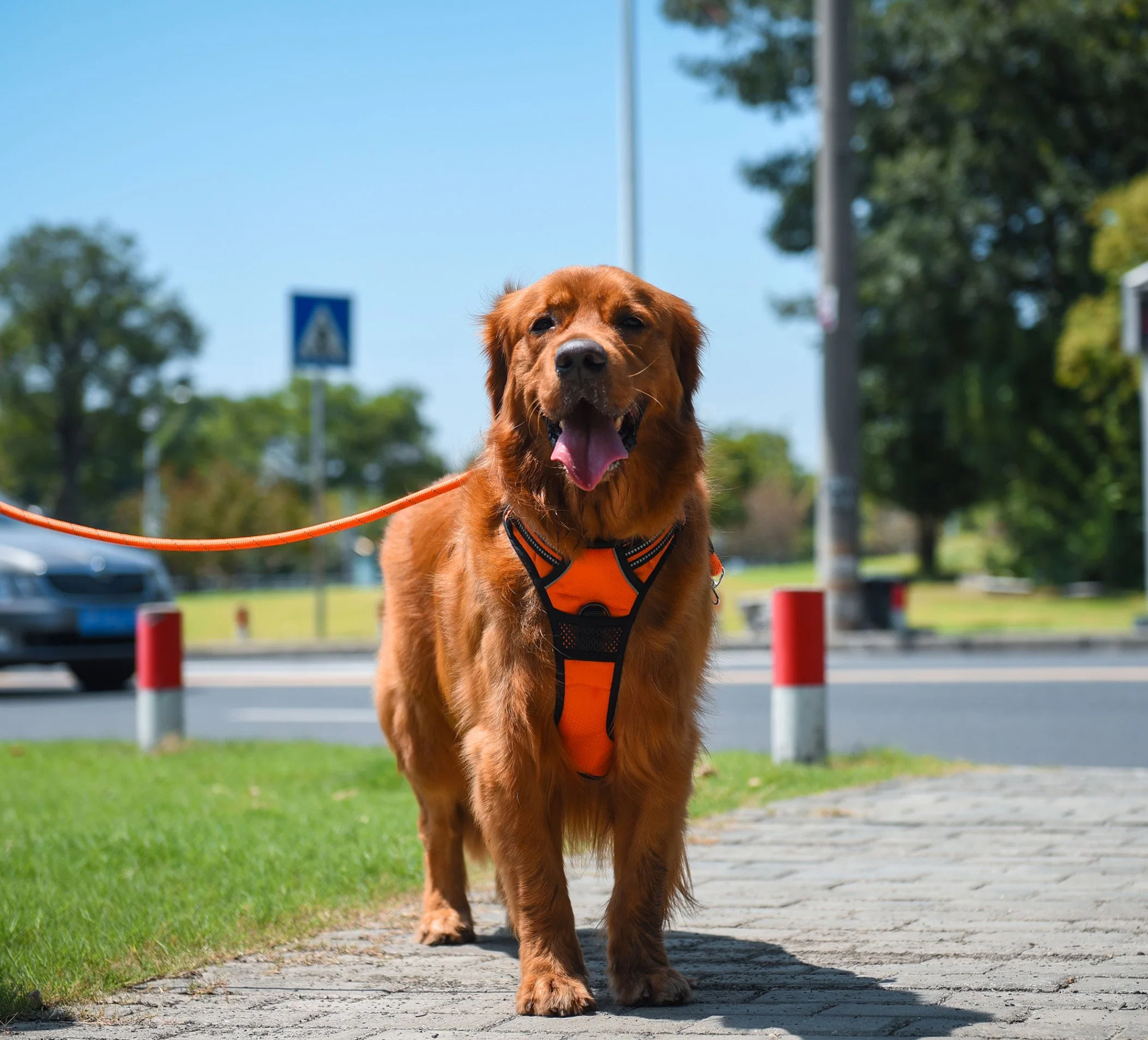 Amazon vende caliente suave y ajustable acolchado reflectante No tire de la mascota perro Chaleco arnés arnés y correa para perro grande