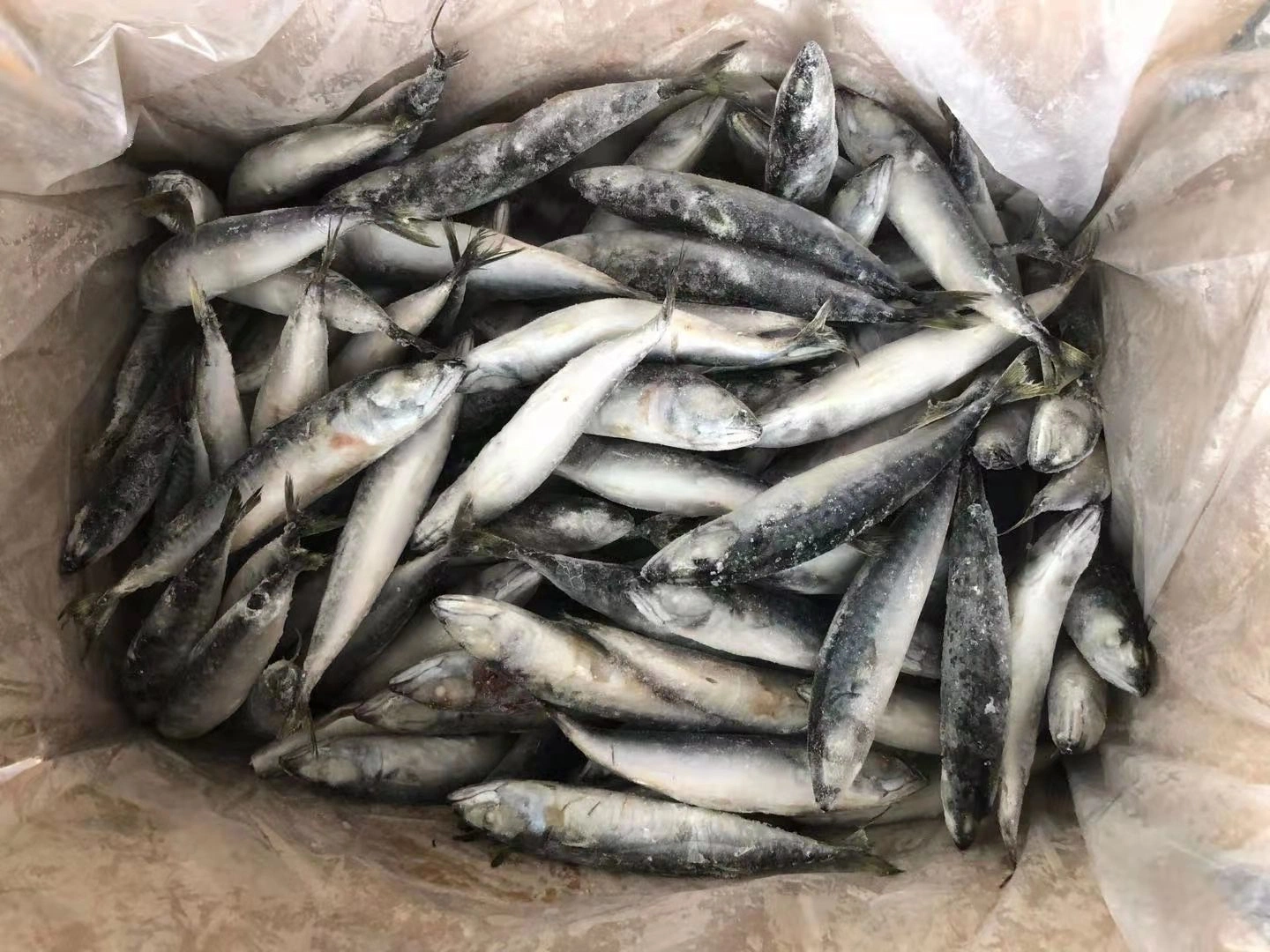 80-120g IQF Frozen North Pacific Mackerel for Indonesia Market