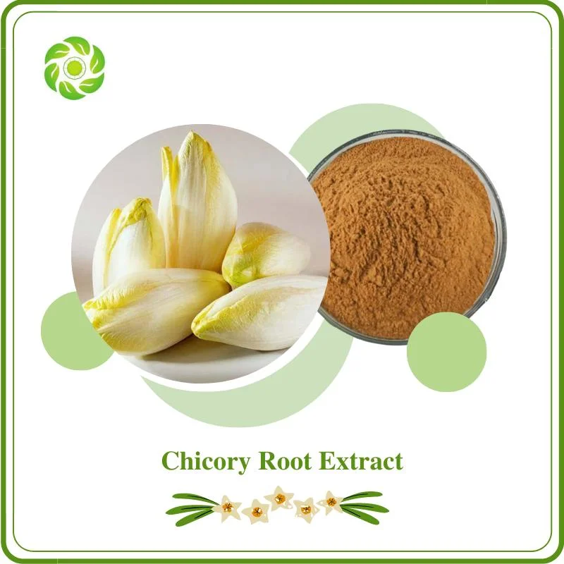 100% Natural Herb Chicory Root Extract Inulin 50%-95% Antibacterial Increases Appetite Improves Digestion Antioxidant