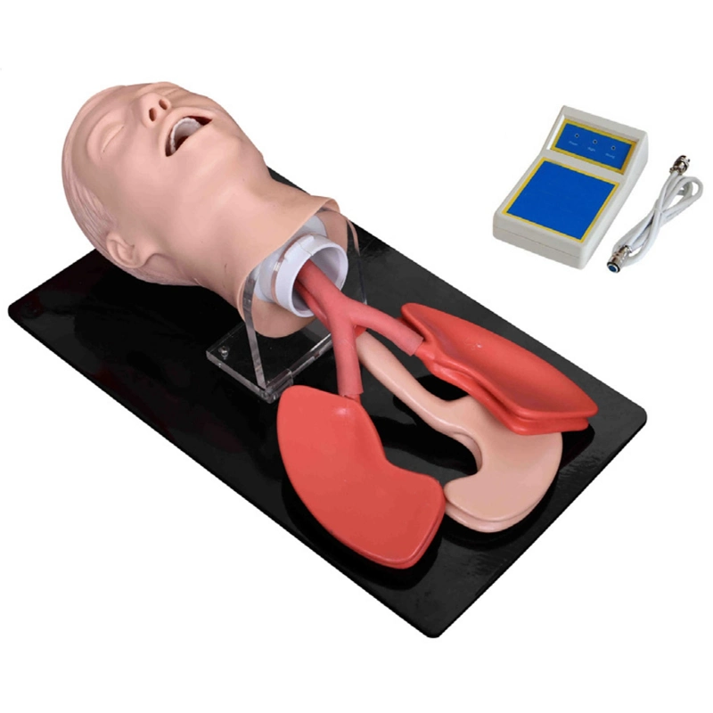 Intubation Manikin Hospital Advanced Human Trachea Intubation Model