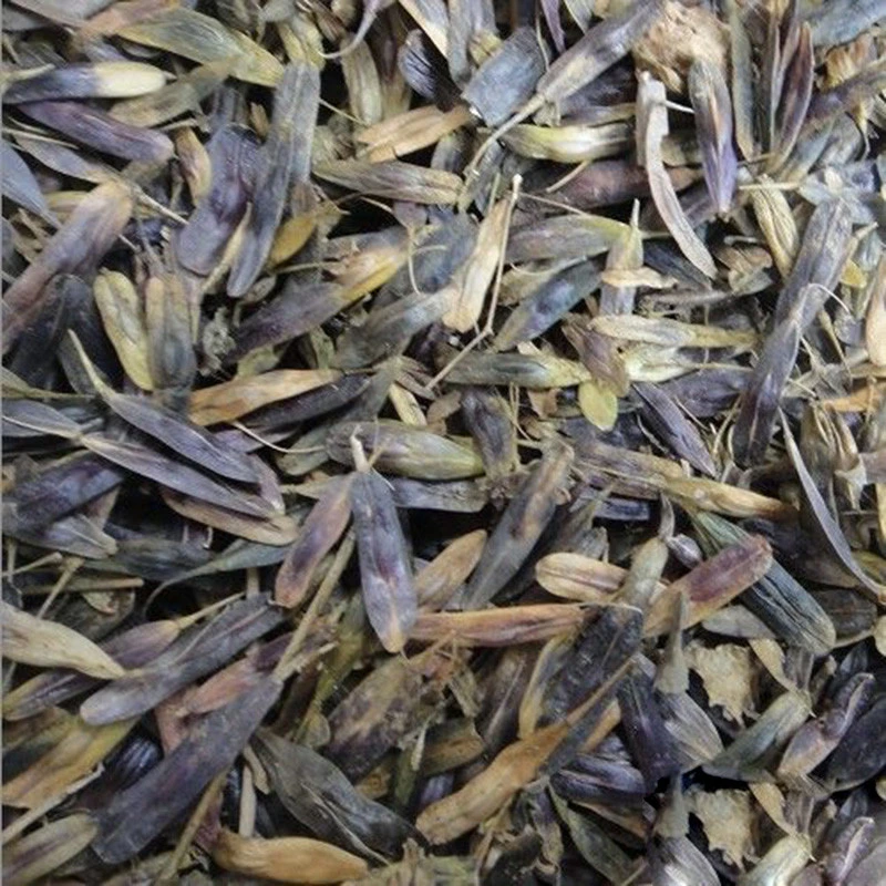 Ban LAN  Gen seeds Factory Supply High Quality Hot Sale Pure Natural Herbal Medicine Radix Isatidis seeds for Health Tea