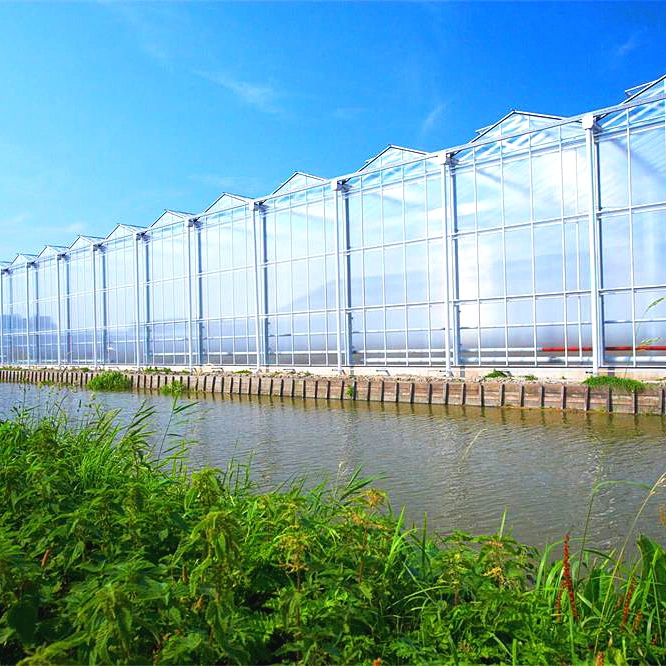 Serre agricole commerciale tomates hydroponiques Polycarbonate feuille Venlo serre