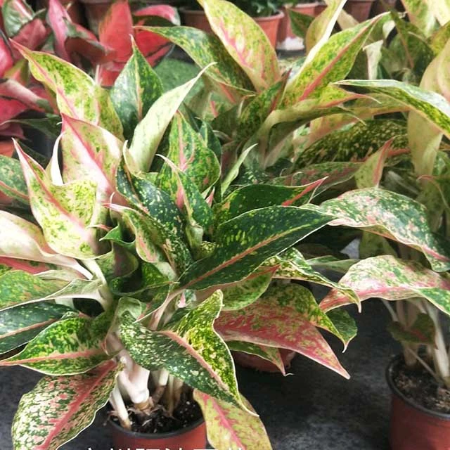 Ornamental Plant Bonsai of Aglaonema Yanhua Spp Live Plants