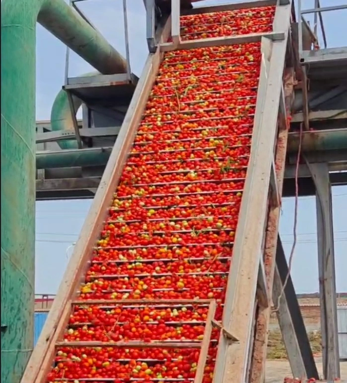 2023 Nuevo cultivo barato tambor Tomate Pasta 36-38%