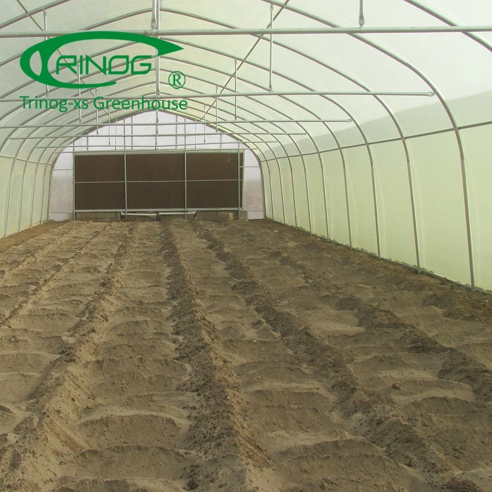 Large Single Span Film Agriculture Greenhouse