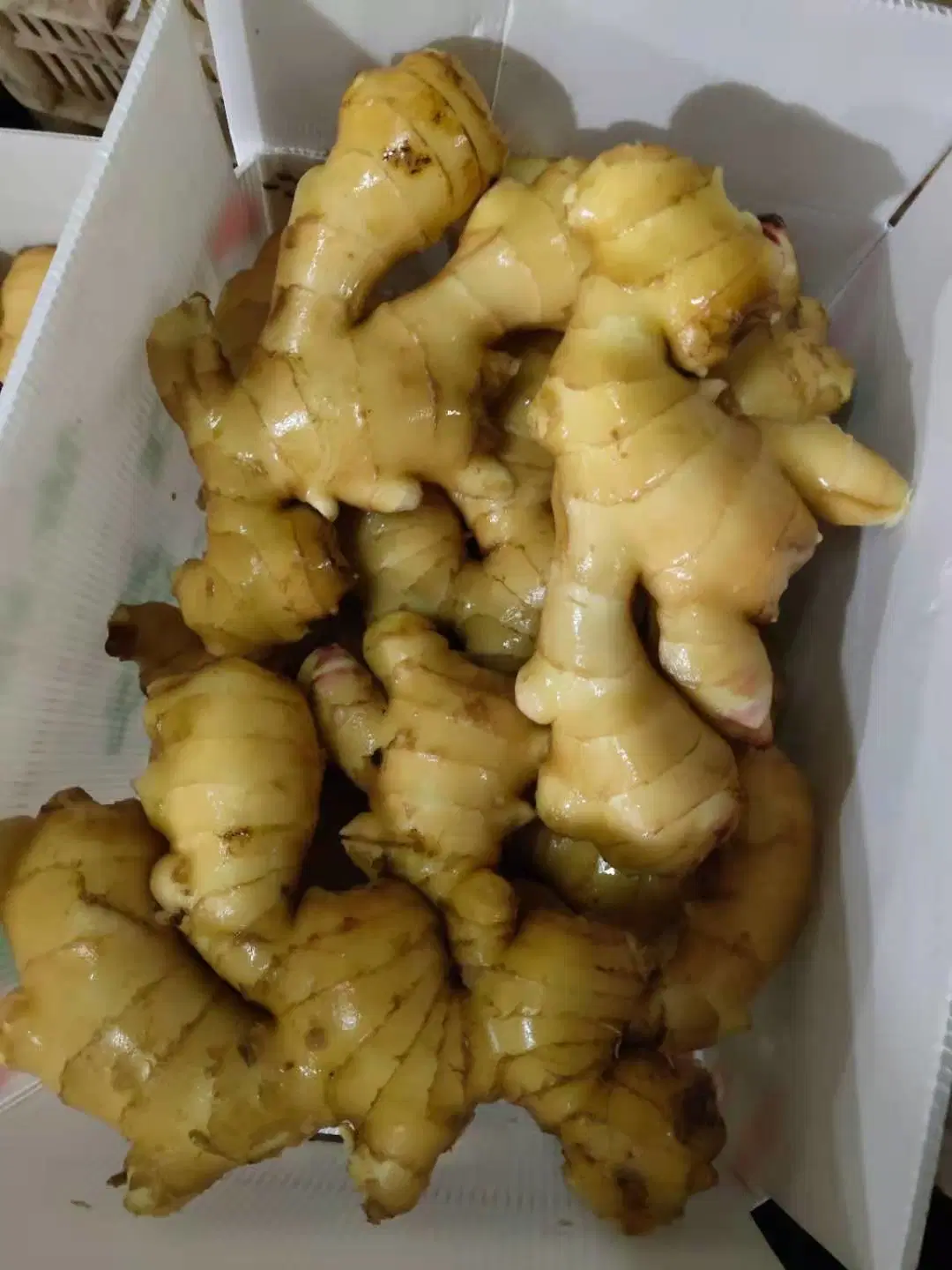 2020 New Crop Chinese Fresh Ginger with PVC Box Packing