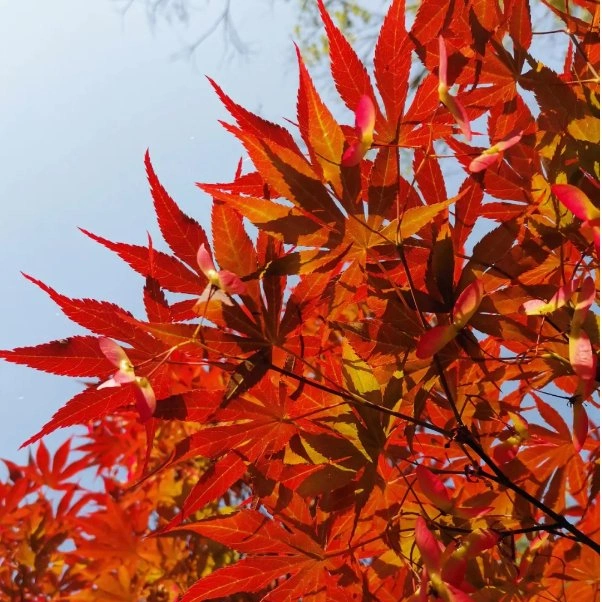 Mossy Bulb Red Maple Real Plants Bonsai