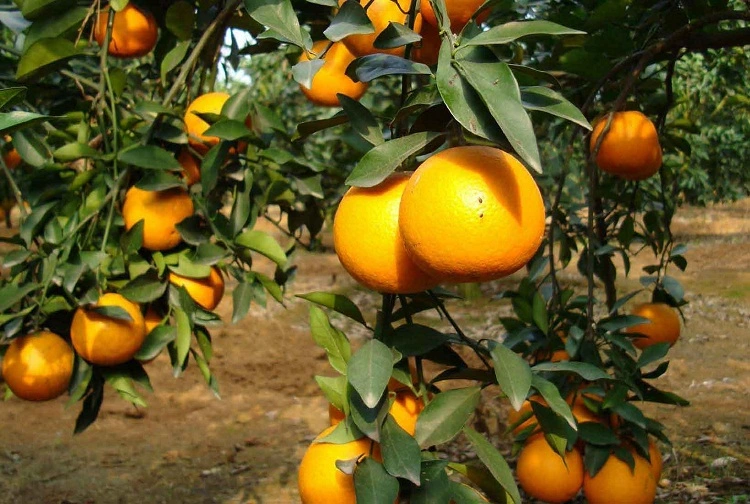 Certificación Kosher y Halal secó el jugo de frutas de naranja fresco jugo en polvo para bebidas bebidas/alimentos