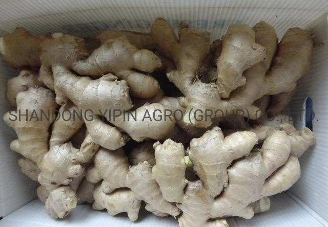 Air Dry Ginger in Premium Quality with Different Sizes for Export From Shandong Province