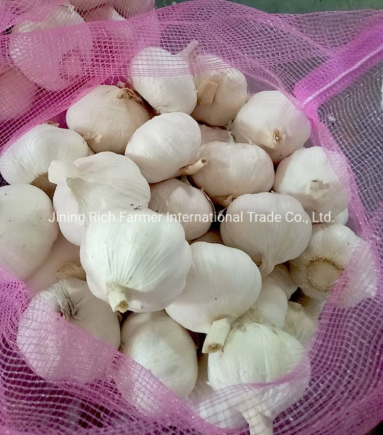 New Crop China Fresh Garlic Seeds Put in Mesh Bag