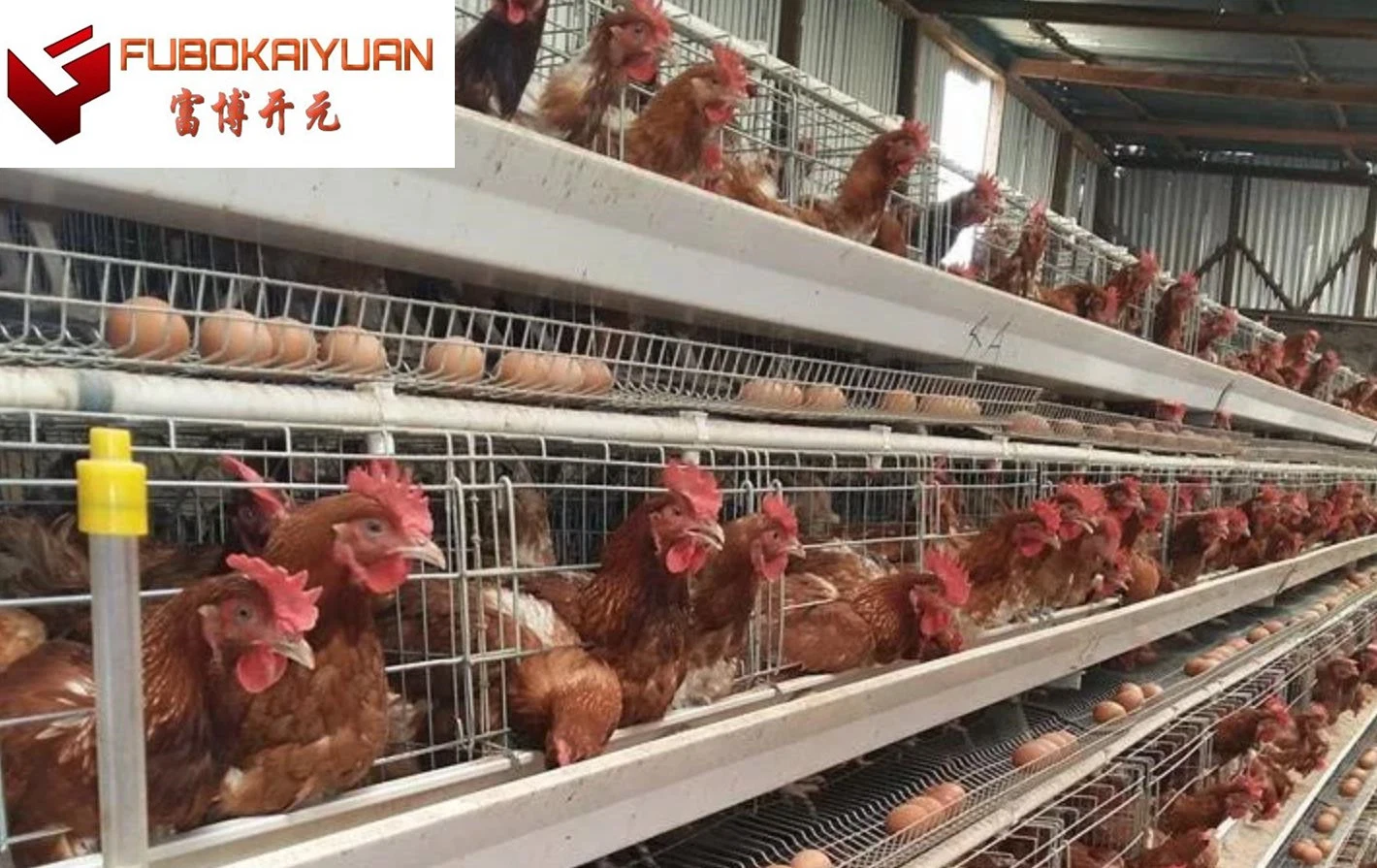 Farm Machinery/Cages/Livestock Machinery/Hot Galvanized Automatic Chicken Farm Poultry Cage System/Battery Layer Poultry Cage for Broiler/Poultry Farming