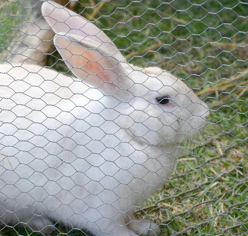 5/8" 1/2" 3/4" 1" Chicken Rabbit Galvanized Green Iron Metal Welded Chain Link Hexgonal Wire Mesh