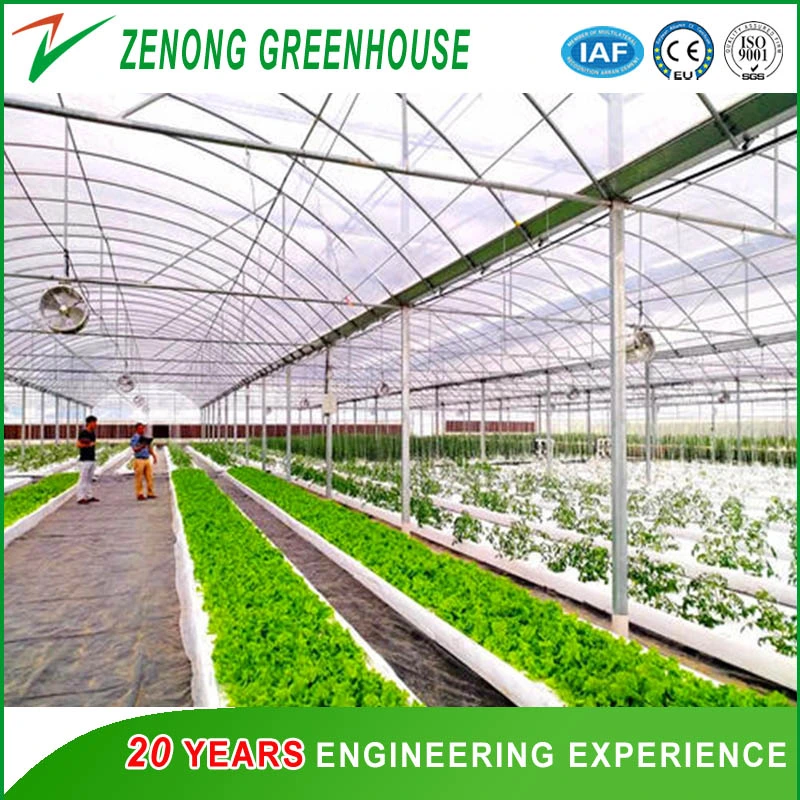 Modern Multispan Film Greenhouse for Vegetables/Flowers/Hydroponics for Sale