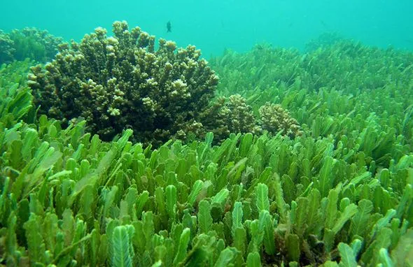 Естественного питания на заводе океана завод морских водорослей экстракт красного Алга извлечения