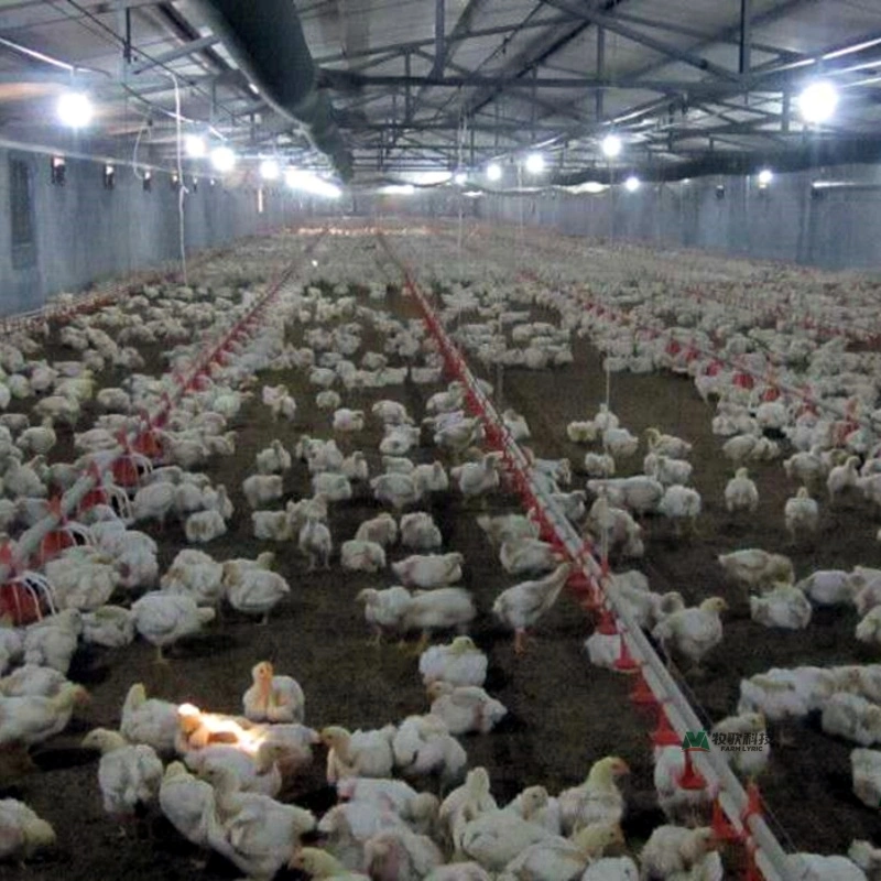 China&prime; S Most Honest Poultry Farm Equipment Supplier