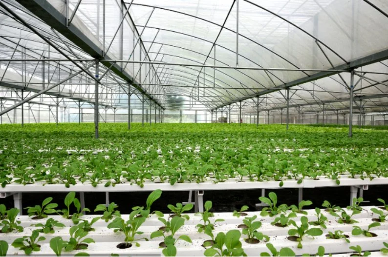 Greenhouse Hydroponic System Strawberry Cultivation Tray Trough