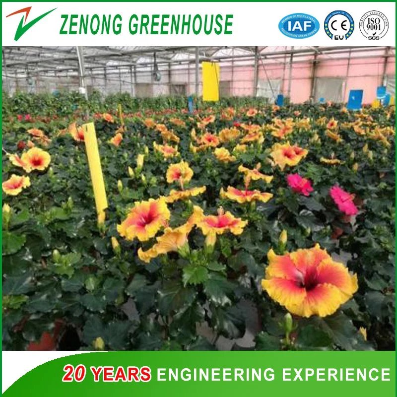 Different Types of Plastic Film Greenhouses Made of Hot-DIP Galvanized Steel Skeleton for Sale