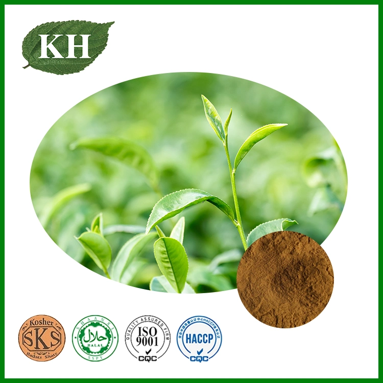 مستخرج الشاي الأخضر مع البوليفينول 50%-98%، والتاتشينات 30%-85%، وEGCG 20%-60%